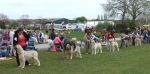 Filename=Dog Challenge.JPG
Filesize=54KiB
Dimensions=600x297
Date added=Sep 16, 2009 Dog Challenge.JPG