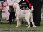 Filename=M-CavalloneDiMare.jpg
Filesize=51KiB
Dimensions=600x450
Date added=Sep 16, 2009 M-CavalloneDiMare.jpg