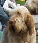 Filename=M-LatinSpirit2.JPG
Filesize=68KiB
Dimensions=600x675
Date added=Sep 16, 2009 M-LatinSpirit2.JPG