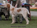 Filename=M-MareLeone.jpg
Filesize=61KiB
Dimensions=600x450
Date added=Sep 16, 2009 M-MareLeone.jpg