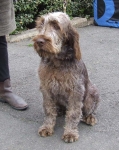 Filename=Puppy.JPG
Filesize=126KiB
Dimensions=600x752
Date added=Sep 16, 2009 Puppy.JPG