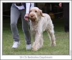 Filename=B-Daydream-3.jpg
Filesize=106KiB
Dimensions=760x637
Date added=Sep 17, 2009 B-Daydream-3.jpg