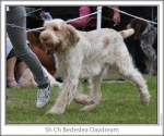 Filename=B-Daydream.jpg
Filesize=111KiB
Dimensions=760x637
Date added=Sep 17, 2009 B-Daydream.jpg