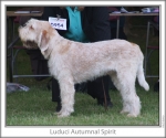 Filename=L-AutumnalSpirit-2.jpg
Filesize=95KiB
Dimensions=760x637
Date added=Sep 17, 2009 L-AutumnalSpirit-2.jpg