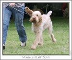 Filename=M-LatinSpirit-2.jpg
Filesize=114KiB
Dimensions=760x637
Date added=Sep 17, 2009 M-LatinSpirit-2.jpg