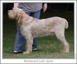 Filename=M-LatinSpirit.jpg
Filesize=109KiB
Dimensions=760x637
Date added=Sep 17, 2009 M-LatinSpirit.jpg