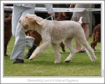 Filename=B-LoveInAMist-5.jpg
Filesize=144KiB
Dimensions=868x698
Date added=Sep 17, 2009 B-LoveInAMist-5.jpg