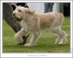 Filename=C-Corinna-2.jpg
Filesize=123KiB
Dimensions=868x698
Date added=Sep 17, 2009 C-Corinna-2.jpg