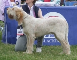 Filename=A-Asriel.JPG
Filesize=61KiB
Dimensions=600x473
Date added=Sep 17, 2009 A-Asriel.JPG