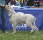 Filename=C-GingerSnap.JPG
Filesize=72KiB
Dimensions=600x552
Date added=Sep 17, 2009 C-GingerSnap.JPG