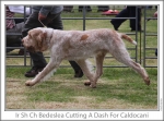Filename=B-CuttingADash-3.jpg
Filesize=146KiB
Dimensions=865x643
Date added=Sep 17, 2009 B-CuttingADash-3.jpg