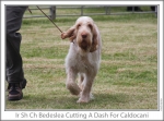 Filename=B-CuttingADash-5.jpg
Filesize=132KiB
Dimensions=865x643
Date added=Sep 17, 2009 B-CuttingADash-5.jpg