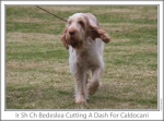 Filename=B-CuttingADash-6.jpg
Filesize=140KiB
Dimensions=865x643
Date added=Sep 17, 2009 B-CuttingADash-6.jpg
