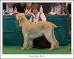 Filename=G-Arvo.jpg
Filesize=104KiB
Dimensions=868x698
Date added=Sep 17, 2009 G-Arvo.jpg