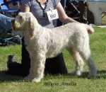 Filename=A-Amelia.jpg
Filesize=81KiB
Dimensions=600x522
Date added=Jan 31, 2010 A-Amelia.jpg