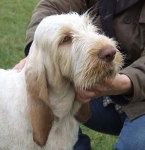 Filename=Puppy.JPG
Filesize=61KiB
Dimensions=600x617
Date added=Jan 31, 2010 Puppy.JPG