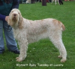 Filename=W-RubyTuesday.jpg
Filesize=70KiB
Dimensions=600x559
Date added=Sep 17, 2009 W-RubyTuesday.jpg