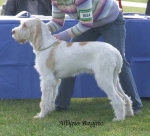 Filename=A-Baggio.jpg
Filesize=58KiB
Dimensions=600x546
Date added=Jan 31, 2010 A-Baggio.jpg