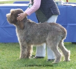 Filename=C-Comus.jpg
Filesize=70KiB
Dimensions=600x550
Date added=Jan 31, 2010 C-Comus.jpg