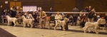 Filename=Dog Challenge.JPG
Filesize=113KiB
Dimensions=1667x600
Date added=Sep 17, 2009 Dog Challenge.JPG