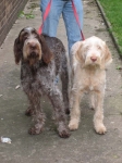 Filename=Luna&Pearl.jpg
Filesize=88KiB
Dimensions=600x800
Date added=Sep 17, 2009 Luna&Pearl.jpg
