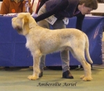 Filename=A-Asriel.jpg
Filesize=51KiB
Dimensions=600x529
Date added=Jan 31, 2010 A-Asriel.jpg