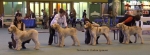 Filename=BreederClass386.jpg
Filesize=113KiB
Dimensions=1618x600
Date added=Jan 31, 2010 BreederClass386.jpg