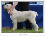 Filename=A-Amelia.jpg
Filesize=80KiB
Dimensions=868x698
Date added=Sep 17, 2009 A-Amelia.jpg