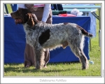 Filename=D-Achilles.jpg
Filesize=125KiB
Dimensions=868x698
Date added=Sep 17, 2009 D-Achilles.jpg