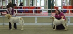Filename=BestPuppy187.JPG
Filesize=84KiB
Dimensions=1069x500
Date added=Jan 31, 2010 BestPuppy187.JPG