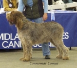 Filename=C-Comus.jpg
Filesize=60KiB
Dimensions=600x538
Date added=Jan 31, 2010 C-Comus.jpg