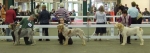 Filename=DogLineup092.JPG
Filesize=96KiB
Dimensions=1404x500
Date added=Jan 31, 2010 DogLineup092.JPG