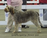 Filename=G-GaietysFlowerGirl.jpg
Filesize=51KiB
Dimensions=600x491
Date added=Jan 31, 2010 G-GaietysFlowerGirl.jpg
