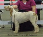 Filename=I-Avia.jpg
Filesize=48KiB
Dimensions=600x522
Date added=Jan 31, 2010 I-Avia.jpg