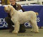 Filename=T-Balena.jpg
Filesize=54KiB
Dimensions=600x526
Date added=Jan 31, 2010 T-Balena.jpg
