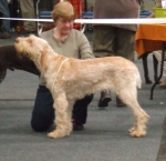 Copy of Midwestern Gundog 09 021.jpg