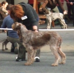 Midwestern Gundog 09 017.jpg