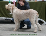 Filename=L-AutumnalPromise.jpg
Filesize=100KiB
Dimensions=700x550
Date added=Sep 17, 2009 L-AutumnalPromise.jpg