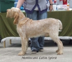 Filename=M-LatinSpirit.jpg
Filesize=56KiB
Dimensions=600x515
Date added=Sep 17, 2009 M-LatinSpirit.jpg