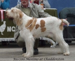 Filename=R-Merlino.jpg
Filesize=53KiB
Dimensions=600x490
Date added=Sep 17, 2009 R-Merlino.jpg