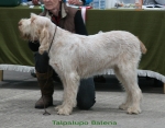 Filename=T-Balena.jpg
Filesize=89KiB
Dimensions=700x550
Date added=Sep 17, 2009 T-Balena.jpg
