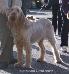 Filename=M-LatinSpirit.jpg
Filesize=82KiB
Dimensions=600x634
Date added=Jan 31, 2010 M-LatinSpirit.jpg