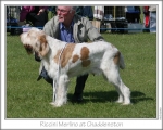 Filename=R-Merlino.jpg
Filesize=122KiB
Dimensions=868x698
Date added=Sep 17, 2009 R-Merlino.jpg