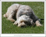 Filename=Snoozing.jpg
Filesize=138KiB
Dimensions=868x698
Date added=Sep 17, 2009 Snoozing.jpg