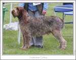 Filename=C-Comus.jpg
Filesize=166KiB
Dimensions=868x698
Date added=Aug 18, 2010 C-Comus.jpg