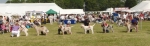 Dog Lineup.JPG