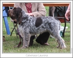 Filename=C-Laurona.jpg
Filesize=195KiB
Dimensions=868x698
Date added=Aug 21, 2010 C-Laurona.jpg