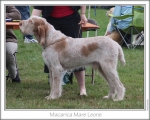 Filename=M-MareLeone.jpg
Filesize=158KiB
Dimensions=868x698
Date added=Aug 21, 2010 M-MareLeone.jpg