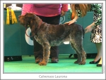 Filename=C-Laurona.jpg
Filesize=149KiB
Dimensions=866x663
Date added=Aug 18, 2010 C-Laurona.jpg