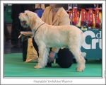 Filename=H-YorkshireWarrior.jpg
Filesize=146KiB
Dimensions=868x698
Date added=Aug 18, 2010 H-YorkshireWarrior.jpg